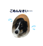 りあんと一緒  Border Collie！（個別スタンプ：21）
