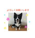 りあんと一緒  Border Collie！（個別スタンプ：22）
