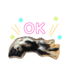 りあんと一緒  Border Collie！（個別スタンプ：23）