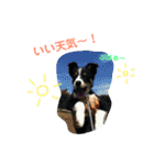 りあんと一緒  Border Collie！（個別スタンプ：24）