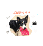りあんと一緒  Border Collie！（個別スタンプ：25）