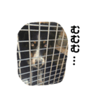 りあんと一緒  Border Collie！（個別スタンプ：26）