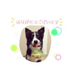 りあんと一緒  Border Collie！（個別スタンプ：28）