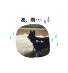 りあんと一緒  Border Collie！（個別スタンプ：29）