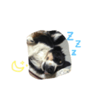 りあんと一緒  Border Collie！（個別スタンプ：30）