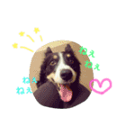 りあんと一緒  Border Collie！（個別スタンプ：31）