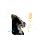 りあんと一緒  Border Collie！（個別スタンプ：32）