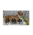 毎日使える！コーギースタンプ（個別スタンプ：9）