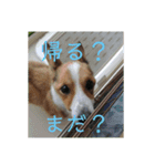 毎日使える！コーギースタンプ（個別スタンプ：12）