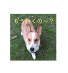 毎日使える！コーギースタンプ（個別スタンプ：14）