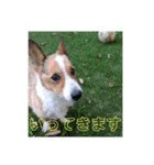毎日使える！コーギースタンプ（個別スタンプ：17）