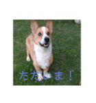 毎日使える！コーギースタンプ（個別スタンプ：18）