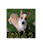 毎日使える！コーギースタンプ（個別スタンプ：21）