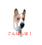 毎日使える！コーギースタンプ（個別スタンプ：23）