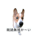 毎日使える！コーギースタンプ（個別スタンプ：24）