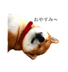 柴犬るいくん2（個別スタンプ：1）
