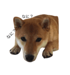 柴犬るいくん2（個別スタンプ：6）