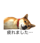 柴犬るいくん2（個別スタンプ：9）