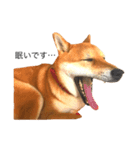 柴犬るいくん2（個別スタンプ：11）