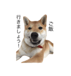 柴犬るいくん2（個別スタンプ：12）