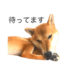 柴犬るいくん2（個別スタンプ：15）