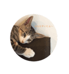 すーさんちの保護猫にゃんズ（個別スタンプ：1）