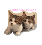 すーさんちの保護猫にゃんズ（個別スタンプ：2）