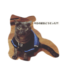 すーさんちの保護猫にゃんズ（個別スタンプ：3）