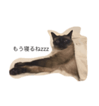 すーさんちの保護猫にゃんズ（個別スタンプ：4）