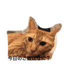 すーさんちの保護猫にゃんズ（個別スタンプ：5）