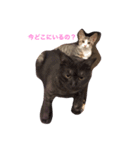 すーさんちの保護猫にゃんズ（個別スタンプ：7）