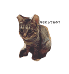 すーさんちの保護猫にゃんズ（個別スタンプ：8）