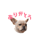 ふれぶるず（個別スタンプ：16）