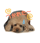 てんファミリー（個別スタンプ：1）