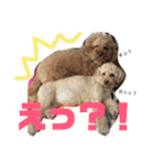 てんファミリー（個別スタンプ：3）