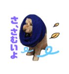 てんファミリー（個別スタンプ：11）