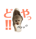 てんファミリー（個別スタンプ：13）