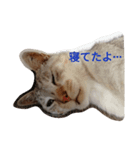 中さん家～疲れた編～（個別スタンプ：1）