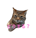 中さん家～疲れた編～（個別スタンプ：5）