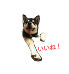 黒柴ゴロー(再び)（個別スタンプ：1）