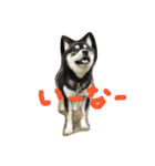 黒柴ゴロー(再び)（個別スタンプ：2）
