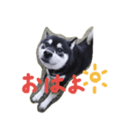 黒柴ゴロー(再び)（個別スタンプ：3）