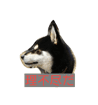 黒柴ゴロー(再び)（個別スタンプ：4）