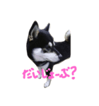黒柴ゴロー(再び)（個別スタンプ：6）