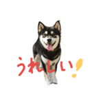 黒柴ゴロー(再び)（個別スタンプ：8）