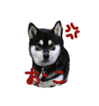 黒柴ゴロー(再び)（個別スタンプ：9）