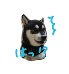 黒柴ゴロー(再び)（個別スタンプ：10）