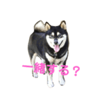 黒柴ゴロー(再び)（個別スタンプ：11）