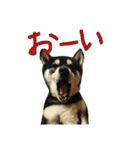 黒柴ゴロー(再び)（個別スタンプ：12）