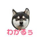 黒柴ゴロー(再び)（個別スタンプ：13）